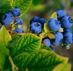 Blueberries