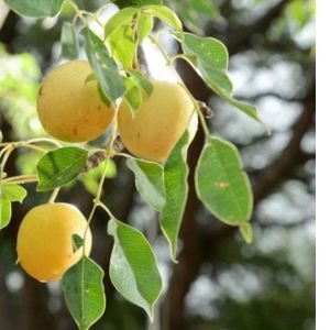 marula tree